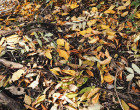 Autumn vibes. Pauline Soar.