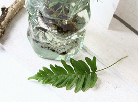 mini-fern-polar-me-now