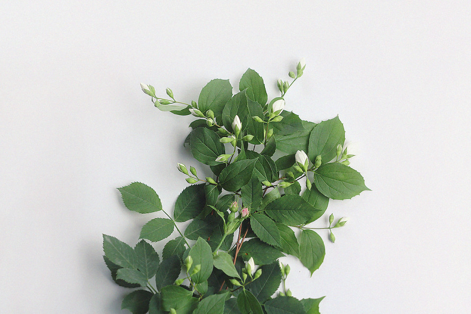 Briar-and-jasmine-polar-me-now-1280-72