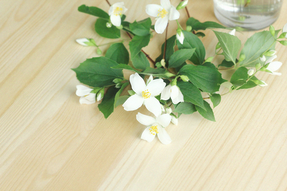 Briar-and-jasmine-polar-me-now-7