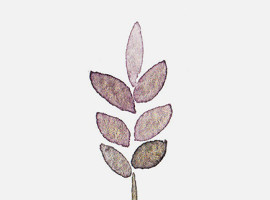sping-plants-mini-polar-me-now