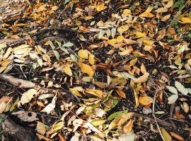 Autumn vibes. Pauline Soar.